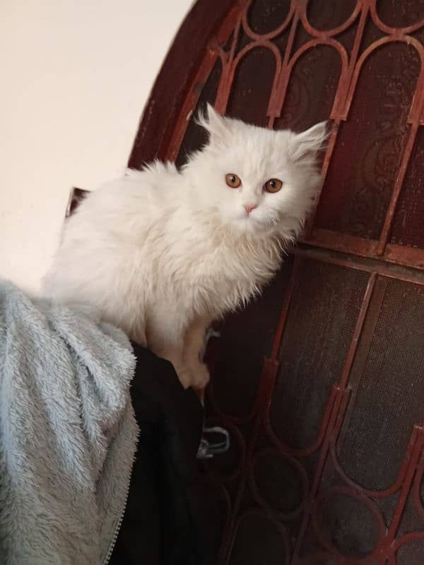 Persian Cat for Sale 1