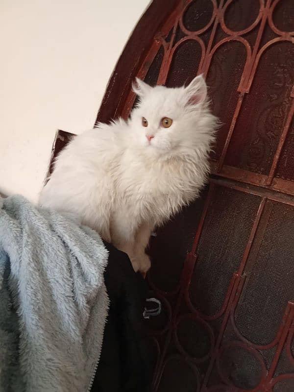 Persian Cat for Sale 2