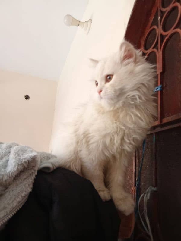 Persian Cat for Sale 3