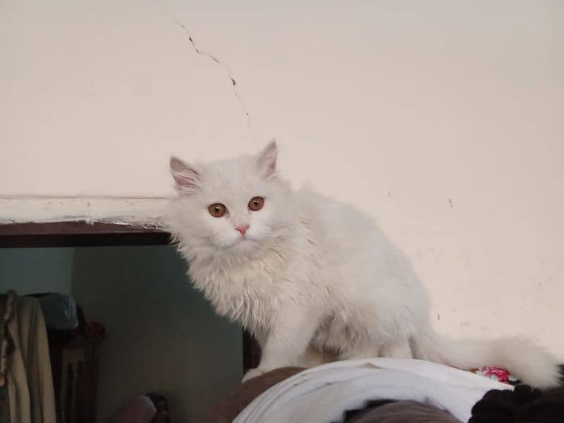 Persian Cat for Sale 4