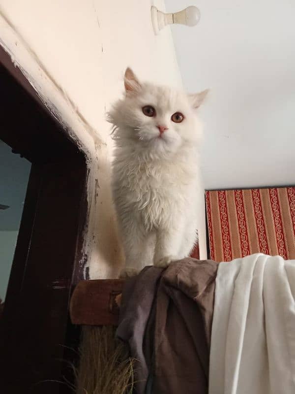 Persian Cat for Sale 5