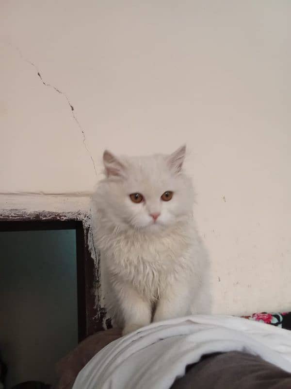 Persian Cat for Sale 6