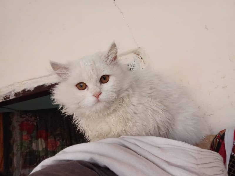 Persian Cat for Sale 7