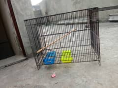 4 portion cage and single cage and albino split pairs 0320-8650632