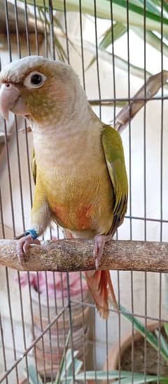 conure