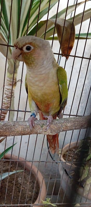 conure female 1