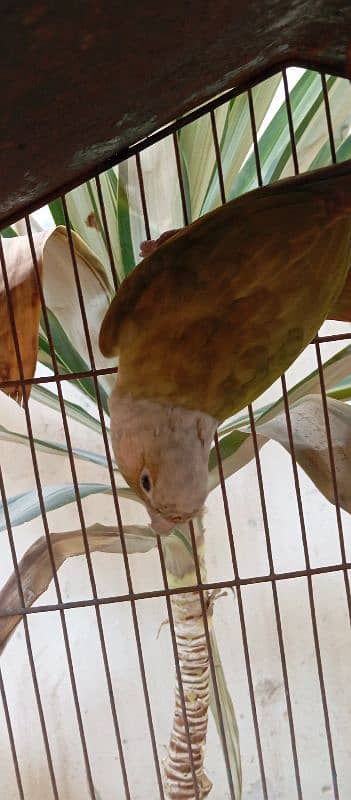 conure female 2