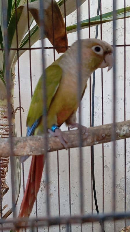 conure female 3