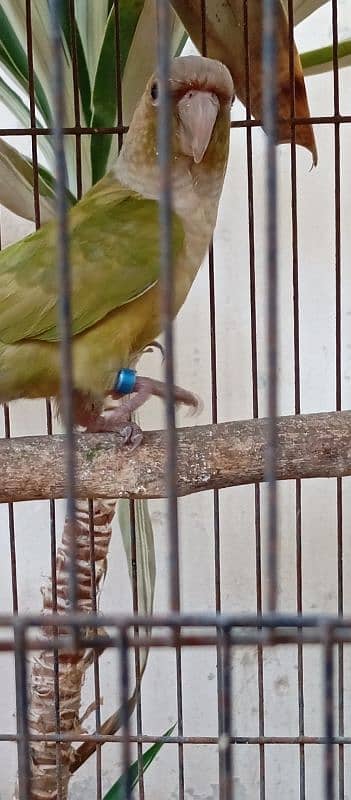 conure female 5