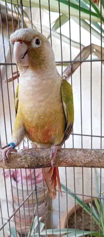 conure female 7