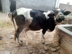 cow for sale