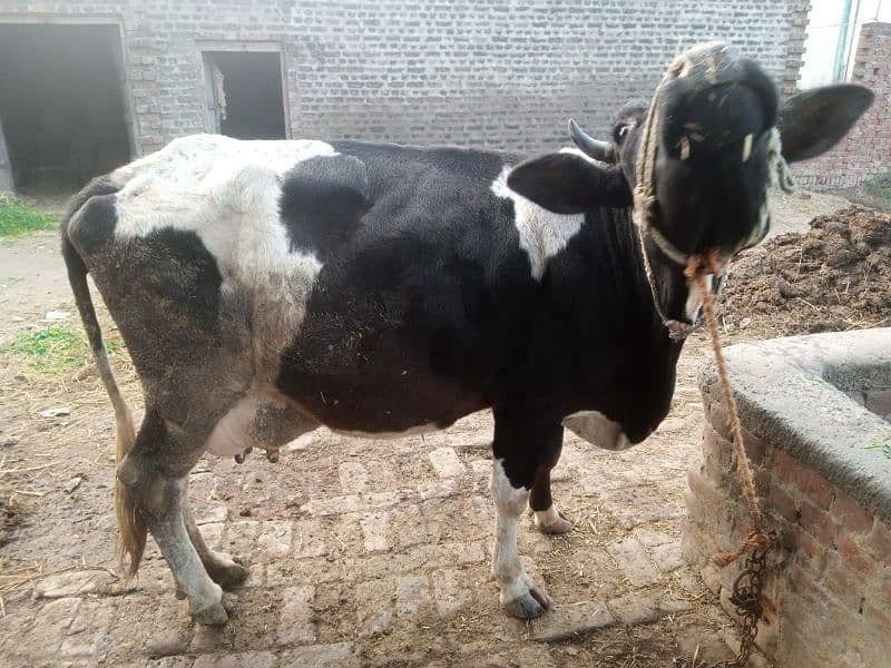 cow for sale 1