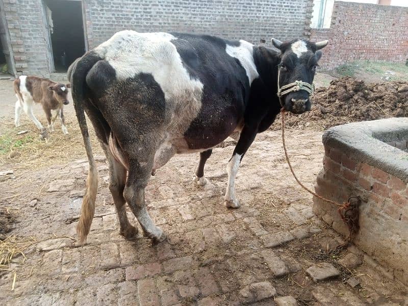 cow for sale 2