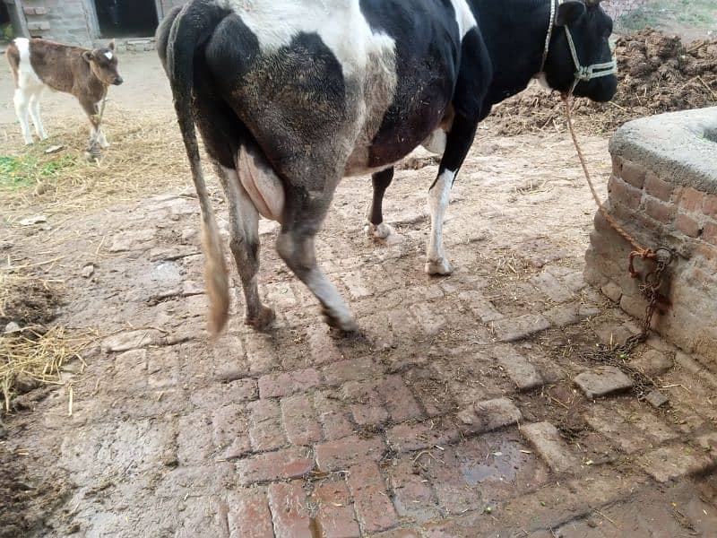 cow for sale 3