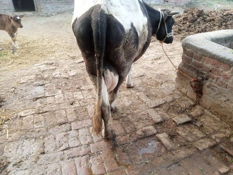 cow for sale 4