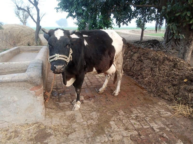 cow for sale 5