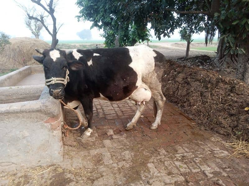 cow for sale 6