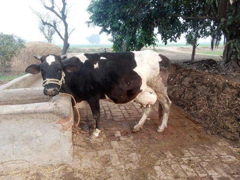 cow for sale 7