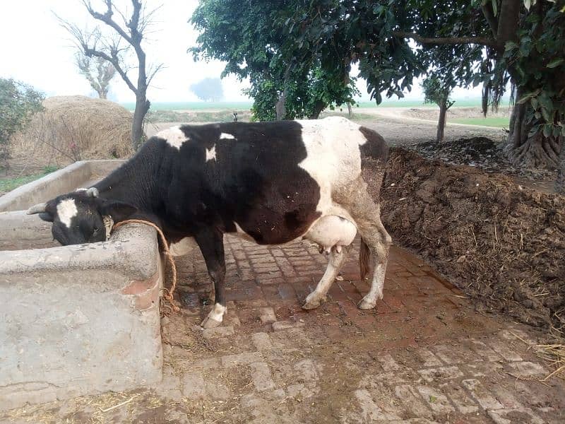 cow for sale 8