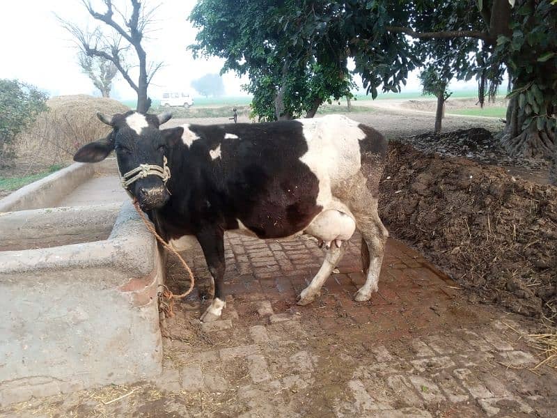 cow for sale 9