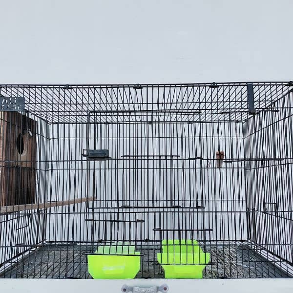 Bird Cage 2