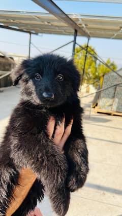 German Shepherds Pedigree Puppies for sale Females