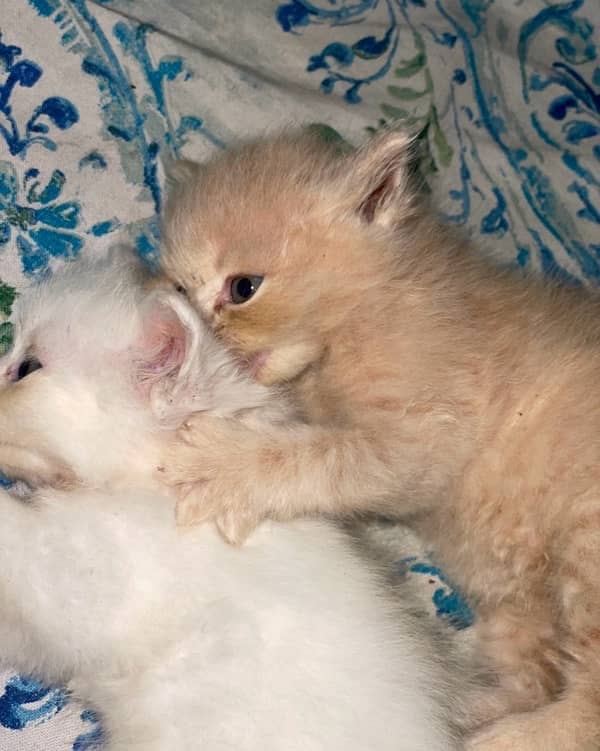 persian kittens 3