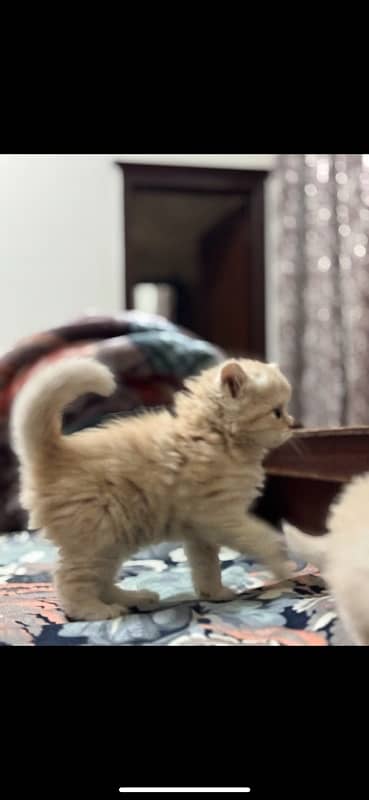 persian kittens 5