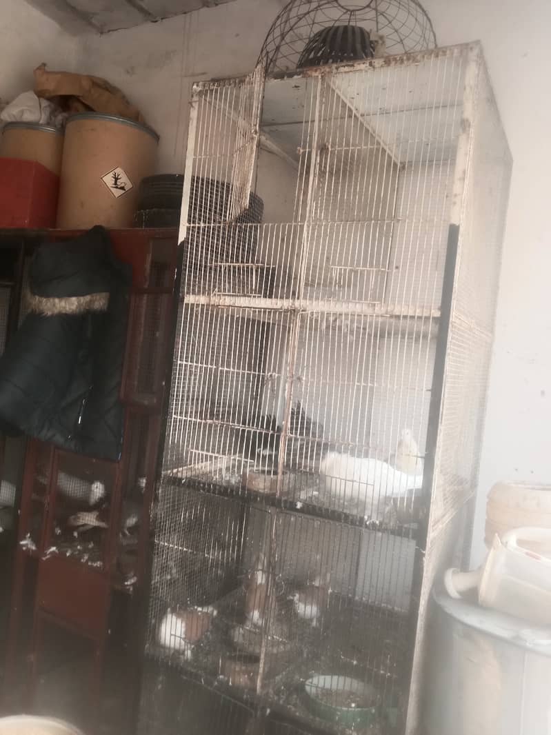 SASTA PINRAY A GAI FORI SALEfull heavy cage 1