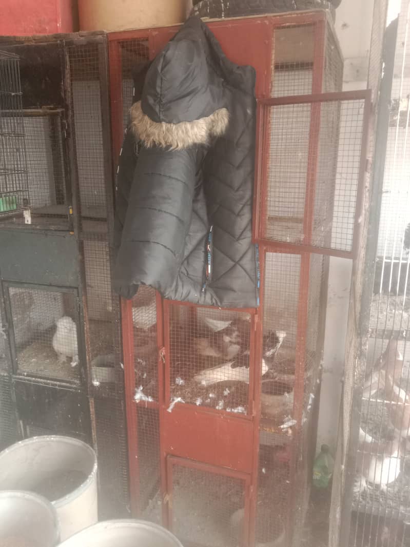 SASTA PINRAY A GAI FORI SALEfull heavy cage 4