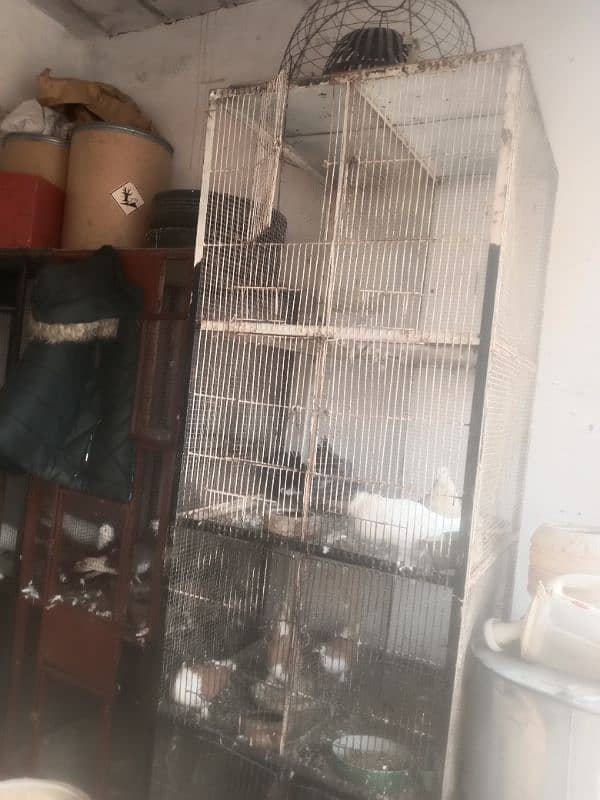 SASTA PINRAY A GAI FORI SALEfull heavy cage 7