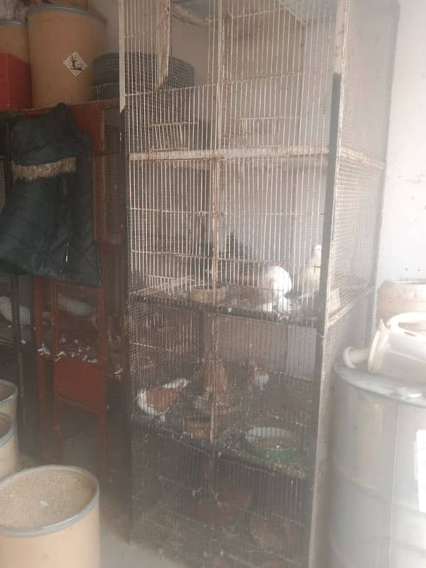 SASTA PINRAY A GAI FORI SALEfull heavy cage 11