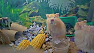 pair long haired Syrian hamster