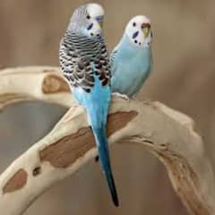 Australian Birds Pair