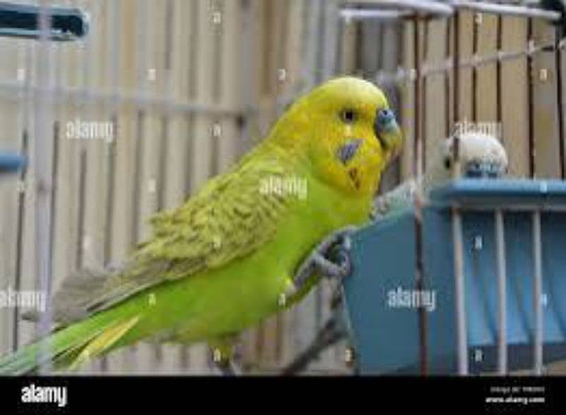 Australian Birds Pair 2