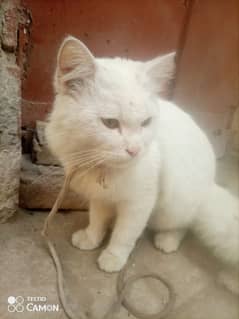 full white Persian cat