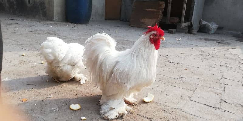 White Bantam 0