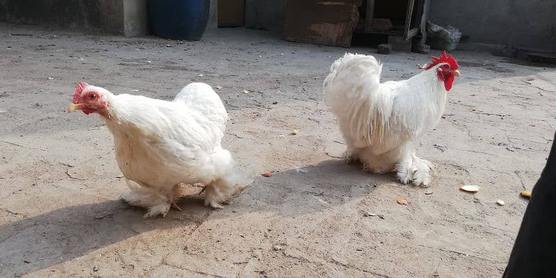 White Bantam 2