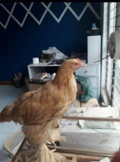 Golden Brahma Male/ Blue Bentum egg laying available