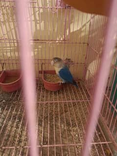 blue fisher love bird female