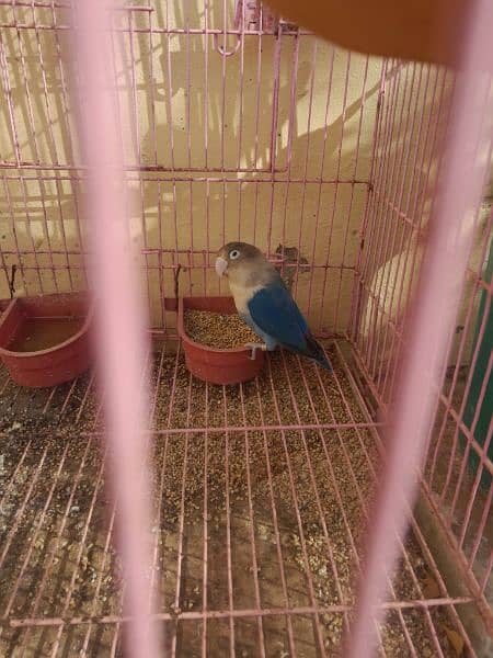 blue fisher love bird female 0