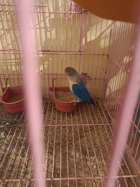 blue fisher love bird female 2