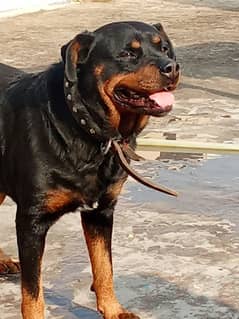 Rottweiler Female Adult 03034864656