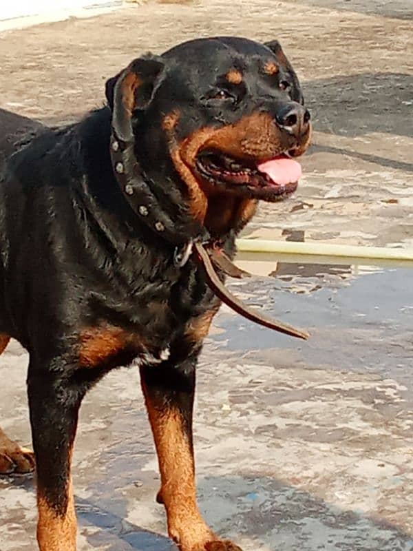 Rottweiler Female Adult 03034864656 0