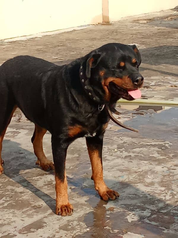 Rottweiler Female Adult 03034864656 1