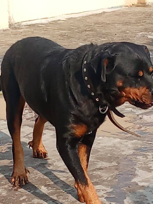 Rottweiler Female Adult 03034864656 2