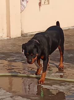 Rottweiler