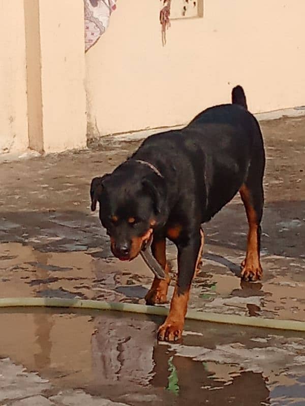 Rottweiler Female Adult 03034864656 3