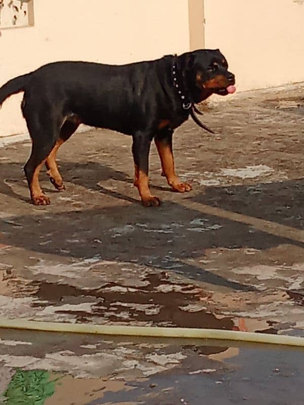 Rottweiler Female Adult 03034864656 4