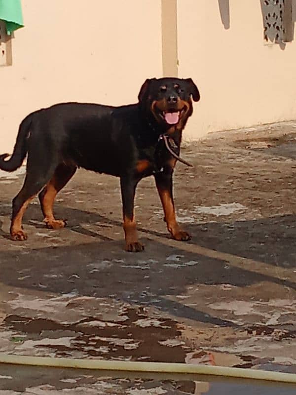 Rottweiler Female Adult 03034864656 5